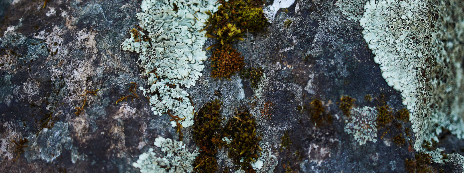 Close up of bark and moss