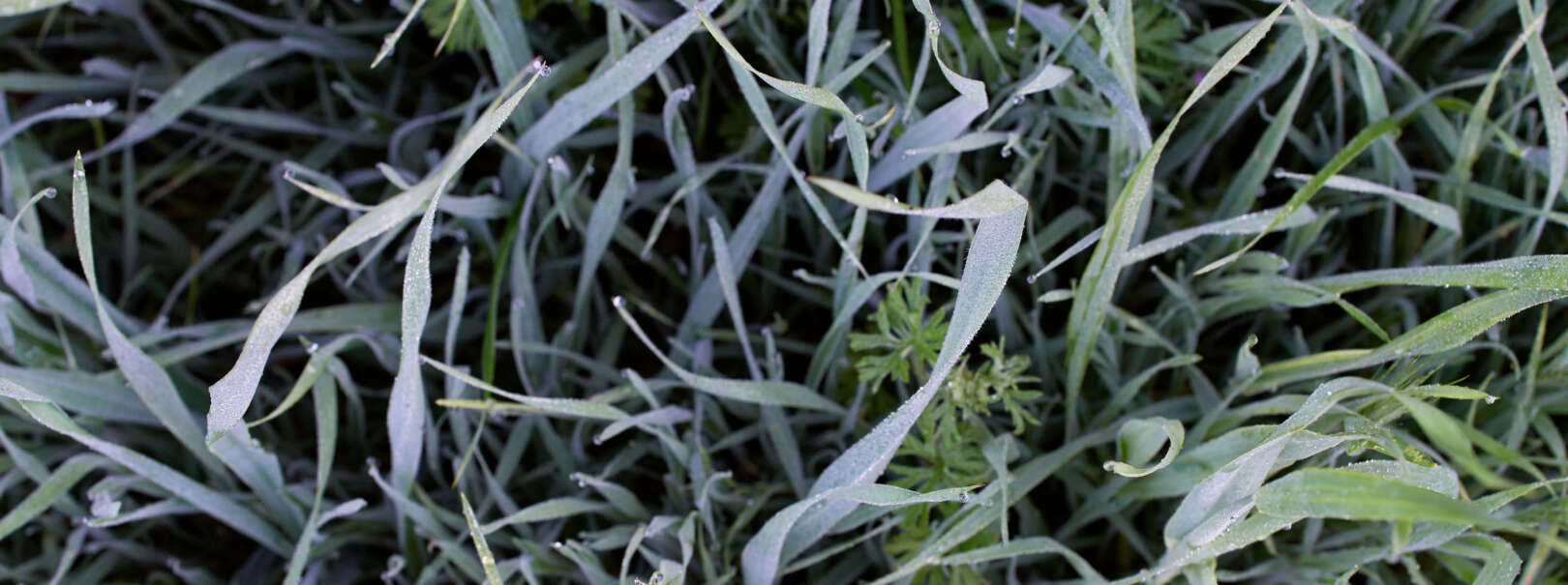 Close up of grass