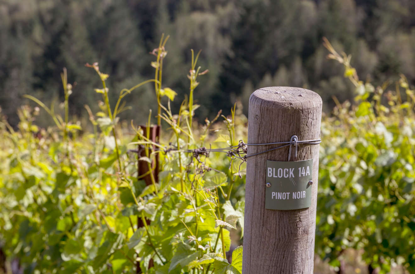 Dalecio Vineyard Pinot Noir block